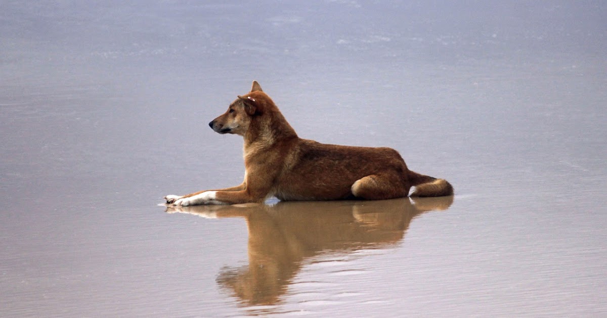 What are some facts about the dingo?